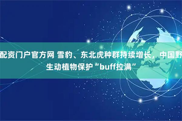 配资门户官方网 雪豹、东北虎种群持续增长,中国野生动植物保护“buff拉满”